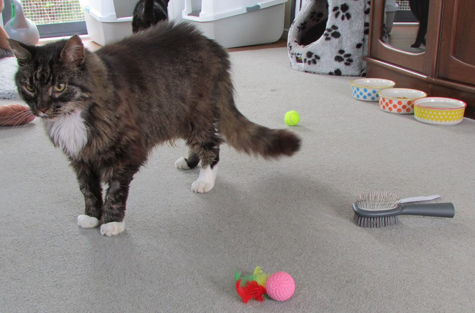 Ned and Sooty update