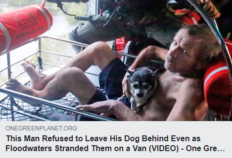http://www.onegreenplanet.org/news/man-refused-leave-dog-behind-even-floodwaters/
